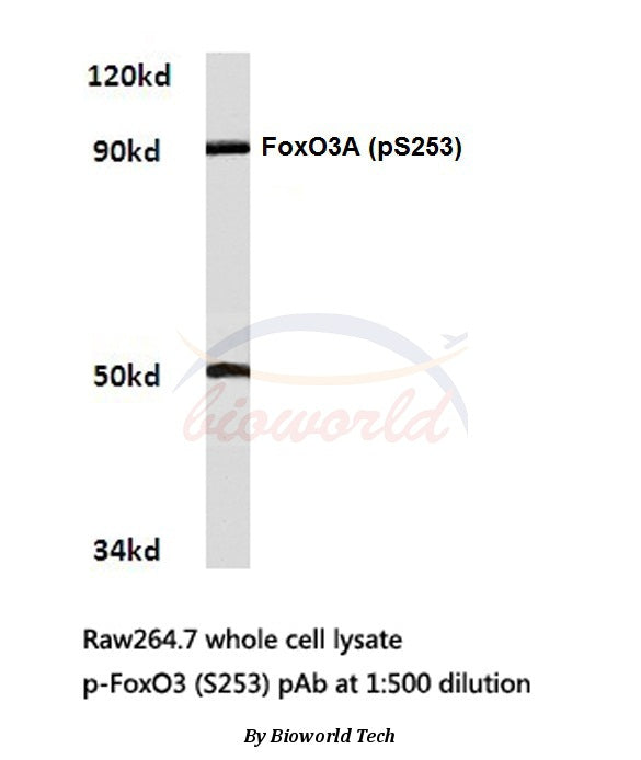 Western blot (WB) analyzes of p-FoxO3 (S253) polyclonal antibody in extracts from raw264.7 cells.