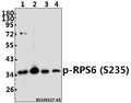 Western blot (WB) analysis of p-RPS6 (S235) pAb at 1:500 dilution
Lane1:PC12 whole cell lysate(40ug)
Lane2:Panc1 whole cell lysate(40ug)
Lane3:CT26 whole cell lysate(40ug)
Lane4:EC9706 whole cell lysate(40ug)