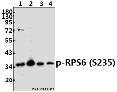 Western blot (WB) analysis of p-RPS6 (S235) pAb at 1:500 dilution
Lane1:PC12 whole cell lysate(40ug)
Lane2:Panc1 whole cell lysate(40ug)
Lane3:CT26 whole cell lysate(40ug)
Lane4:EC9706 whole cell lysate(40ug)