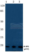 4E-BP1 (Phospho-T37) polyclonal antibody – Figure 1 of 1