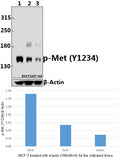 Western blot (WB) analysis of p-Met (Y1234) pAb at 1:500 dilution
Lane1:MCF-7 whole cell lysate(40ug)
Lane2:MCF-7 treated with insulin(100nM/mL,5 minutes) whole cell lysate(40ug)
Lane3:MCF-7 treated with insulin(100nM/mL,10 minutes) whole cell lysate(40ug)