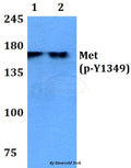 Western blot (WB) analysis of p-Met (Y1349) polyclonal antibody at 1:500 dilution
Lane1:THP-1 cell lysate treated with EGF(0.1ng/ml,30mins)
Lane2:Hela cell lysate treated with EGF(0.1ng/ml,30mins)