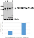 Western blot (WB) analysis of p-FGFR1/Flg (Y154) pAb at 1:500 dilution
Lane1:SGC7901 whole cell lysate(40ug)
Lane2:SGC7901 treated with PBS (1×PBS,PH7.4) for 1 hour
 whole cell lysate(40ug)
Lane3:C6 whole cell lysate(40ug)
Lane4:3T3-L1 whole cell lysate(40ug)
