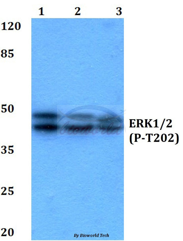 ERK 1/2 (Phospho-T202) polyclonal antibody – Figure 1 of 4