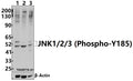 Western blot (WB) analysis of JNK1/2/3 (Phospho-Y185) polyclonal antibody at 1:5000 dilution
Lane1:HEK293T whole cell lysate(30ug)
Lane2:3T3-L1 whole cell lysate(30ug)
Lane3:PC12 whole cell lysate(30ug)