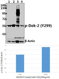 Western blot (WB) analysis of p-Dok-2 (Y299) pAb at 1:500 dilution
Lane1:HEK293T whole cell lysate(40ug)
Lane2:HEK293T treated with EGF(100ng/ml,30 minutes) whole cell lysate(40ug)
Lane3:H9C2 whole cell lysate(40ug)
Lane4:3T3-L1 whole cell lysate(40ug)