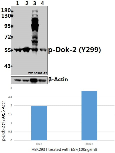 Western blot (WB) analysis of p-Dok-2 (Y299) pAb at 1:500 dilution
Lane1:HEK293T whole cell lysate(40ug)
Lane2:HEK293T treated with EGF(100ng/ml,30 minutes) whole cell lysate(40ug)
Lane3:H9C2 whole cell lysate(40ug)
Lane4:3T3-L1 whole cell lysate(40ug)