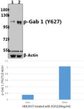 Western blot (WB) analysis of p-Gab 1 (Y627) pAb at 1:500 dilution
Lane1:HEK293T whole cell lysate(40ug)
Lane2:HEK293T treated with EGF(100ng/ml,30 minutes) whole cell lysate(40ug)