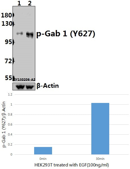 Western blot (WB) analysis of p-Gab 1 (Y627) pAb at 1:500 dilution
Lane1:HEK293T whole cell lysate(40ug)
Lane2:HEK293T treated with EGF(100ng/ml,30 minutes) whole cell lysate(40ug)