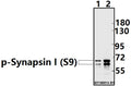 Western blot (WB) analysis of p-Synapsin I (S9) pAb at 1:500 dilution
Lane1:The Brain tissue lysate of Mouse(20ug)
Lane2:The Brain tissue lysate of Rat(20ug)