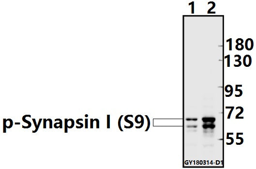 Western blot (WB) analysis of p-Synapsin I (S9) pAb at 1:500 dilution
Lane1:The Brain tissue lysate of Mouse(20ug)
Lane2:The Brain tissue lysate of Rat(20ug)