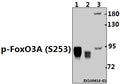 Western blot (WB) analysis of p-FoxO3A (S253) pAb at 1:500 dilution
Lane1:The Testis tissue lysate of Rat(40ug)
Lane2:The Testis tissue lysate of Mouse(20ug)
Lane3:Hela whole cell lysate(40ug)