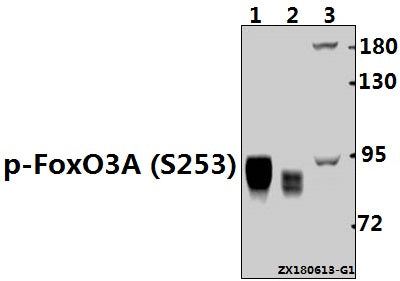 Western blot (WB) analysis of p-FoxO3A (S253) pAb at 1:500 dilution
Lane1:The Testis tissue lysate of Rat(40ug)
Lane2:The Testis tissue lysate of Mouse(20ug)
Lane3:Hela whole cell lysate(40ug)