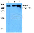 Western blot (WB) analysis of Na+ CP type IXα polyclonal antibody at 1:500 dilution
Lane1:MCF-7 cell lysate
Lane2:NIH-3T3 cell lysate
Lane3:H9C2 cell lysate