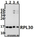 Western blot (WB) analysis of RPL30 pAb at 1:500 dilution
Lane1:DLD whole cell lysate(20ug)
Lane2:H1792 whole cell lysate(20ug)
Lane3:The Brain tissue lysate of Mouse(40ug)
Lane4:The Brain tissue lysate of Rat(40ug)