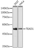 Western blot analysis of extracts of various cell lines, using TEAD1 antibody  at 1:1000 dilution.
Secondary antibody: HRP Goat Anti-Rabbit IgG   at 1:10000 dilution.
Lysates/proteins: 25ug per lane.
Blocking buffer: 3% nonfat dry milk in TBST.
Detection: ECL Basic Kit .
Exposure time: 1s.