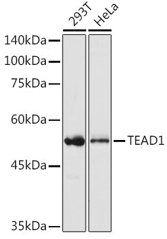 Western blot analysis of extracts of various cell lines, using TEAD1 antibody  at 1:1000 dilution.
Secondary antibody: HRP Goat Anti-Rabbit IgG   at 1:10000 dilution.
Lysates/proteins: 25ug per lane.
Blocking buffer: 3% nonfat dry milk in TBST.
Detection: ECL Basic Kit .
Exposure time: 1s.