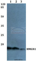 Western blot (WB) analysis of HMGN1 polyclonal antibody at 1:500 dilution
Lane1:Hela whole cell lysate
Lane2:NIH-3T3 whole cell lysate
Lane3:H9C2 whole cell lysate