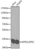 Western blot analysis of extracts of various cell lines, using APEX1/APE1 antibody .
Secondary antibody: HRP Goat Anti-Rabbit IgG   at 1:10000 dilution.
Lysates/proteins: 25ug per lane.
Blocking buffer: 3% nonfat dry milk in TBST.
