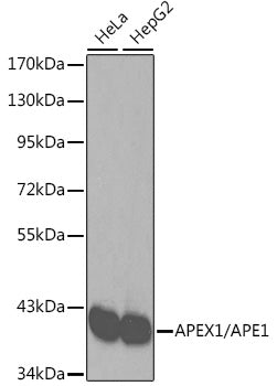 Western blot analysis of extracts of various cell lines, using APEX1/APE1 antibody .
Secondary antibody: HRP Goat Anti-Rabbit IgG   at 1:10000 dilution.
Lysates/proteins: 25ug per lane.
Blocking buffer: 3% nonfat dry milk in TBST.