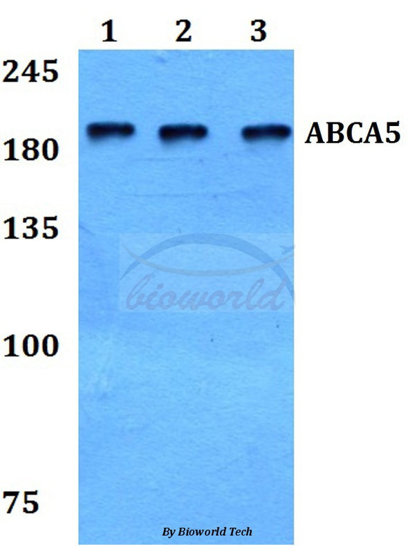 Western blot (WB) analysis of ABCA5 polyclonal antibody at 1:500 dilution
Lane1:HepG2 whole cell lysate
Lane2:NIH-3T3 whole cell lysate
Lane3:H9C2 whole cell lysate