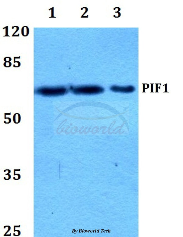 Western blot (WB) analysis of PIF1 polyclonal antibody at 1:500 dilution
Lane1:Hela whole cell lysate
Lane2:Raw264.7 whole cell lysate
Lane3:PC12 whole cell lysate