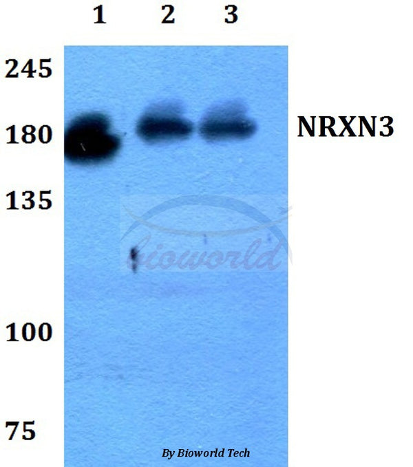 Western blot (WB) analysis of NRXN3 polyclonal antibody at 1:500 dilution
Lane1:Hela whole cell lysate 
Lane2:Raw264.7 whole cell lysate
Lane3:H9C2 whole cell lysate
