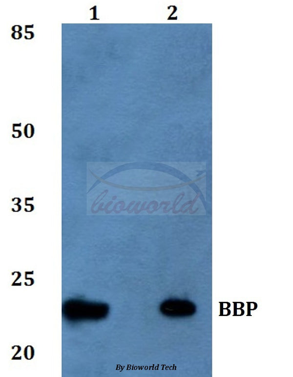 Western blot (WB) analysis of BBP polyclonal antibody at 1:500 dilution
Lane1:MCF-7 whole cell lysate
Lane2:Mouse kidney tissue lysate