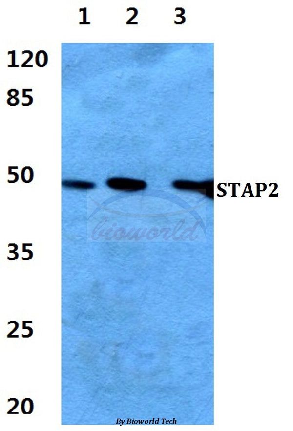 Western blot (WB) analysis of STAP2 polyclonal antibody at 1:500 dilution
Lane1:HEK293T cell lysate 
Lane2:sp2/0 cell lysate
Lane3:PC12 cell lysate