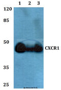 Western blot (WB) analysis of CXCR1 polyclonal antibody at 1:500 dilution
Lane1:HEK293T whole cell lysate
Lane2:NIH-3T3 whole cell lysate
Lane3:H9C2 whole cell lysate