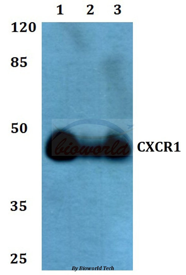 Western blot (WB) analysis of CXCR1 polyclonal antibody at 1:500 dilution
Lane1:HEK293T whole cell lysate
Lane2:NIH-3T3 whole cell lysate
Lane3:H9C2 whole cell lysate