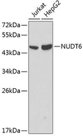 Western blot analysis of extracts of various cell lines, using NUDT6 antibody  at 1:1000 dilution.
Secondary antibody: HRP Goat Anti-Rabbit IgG   at 1:10000 dilution.
Lysates/proteins: 25ug per lane.
Blocking buffer: 3% nonfat dry milk in TBST.