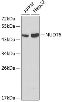 Western blot analysis of extracts of various cell lines, using NUDT6 antibody  at 1:1000 dilution.
Secondary antibody: HRP Goat Anti-Rabbit IgG   at 1:10000 dilution.
Lysates/proteins: 25ug per lane.
Blocking buffer: 3% nonfat dry milk in TBST.