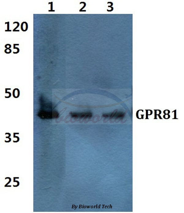 GPR81 polyclonal antibody – Figure 1 of 1