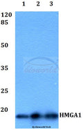 HMGA1 polyclonal antibody – Figure 1 of 1