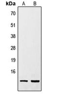 RETN polyclonal antibody – Figure 1 of 1