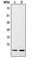 RETN polyclonal antibody – Figure 1 of 1