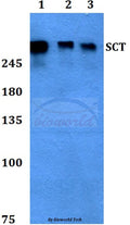 SCT polyclonal antibody – Figure 1 of 1