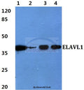 ELAVL1 polyclonal antibody – Figure 1 of 1