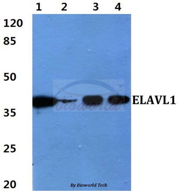 ELAVL1 polyclonal antibody – Figure 1 of 1