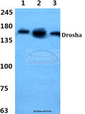Drosha polyclonal antibody – Figure 1 of 1