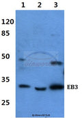 EB3 polyclonal antibody – Figure 1 of 1