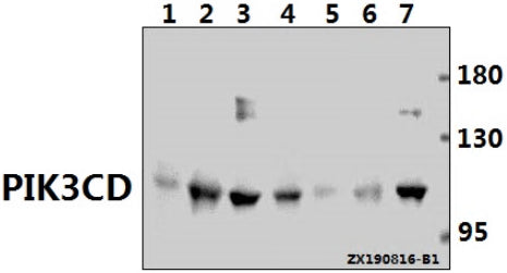 PI3K p110δ polyclonal antibody - Figure 1 of 1