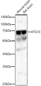 Western blot analysis of various lysates, using ATG13 antibody  at  1:1360 dilution.
Secondary antibody: HRP Goat Anti-Rabbit IgG   at 1:10000 dilution.
Lysates/proteins: 25ug per lane.
Blocking buffer: 3% nonfat dry milk in TBST.
Detection: ECL Basic Kit .
Exposure time: 25s.