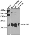 NDUFA1 polyclonal antibody – Figure 1 of 1