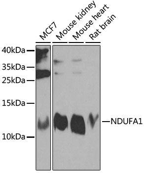 NDUFA1 polyclonal antibody – Figure 1 of 1