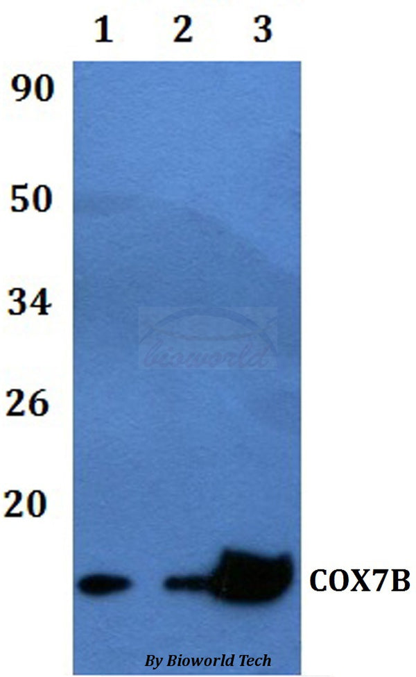 Western blot (WB) analysis of COX7B polyclonal antibody at 1:500 dilution  
Lane1:RAW264.7 whole cell lysate  
Lane2:H9C2 whole cell lysate    
Lane3:HELA whole cell lysate
