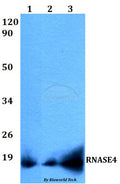 RNASE4 polyclonal antibody – Figure 1 of 1