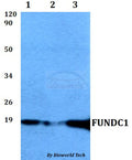 FUNDC1 polyclonal antibody – Figure 1 of 1