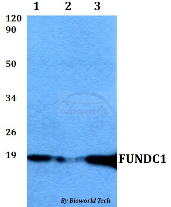 FUNDC1 polyclonal antibody – Figure 1 of 1